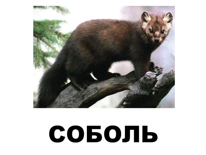 СОБОЛЬ