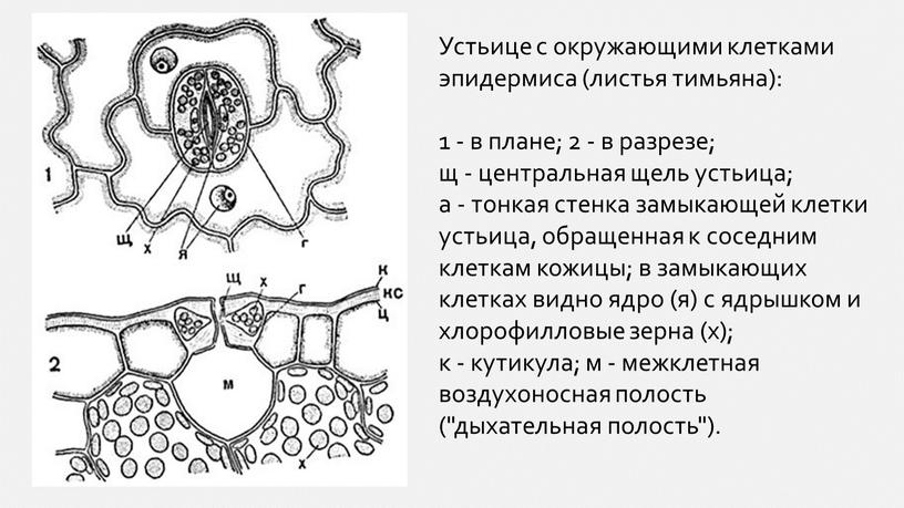 Устьице с окружающими клетками эпидермиса (листья тимьяна): 1 - в плане; 2 - в разрезе; щ - центральная щель устьица; а - тонкая стенка замыкающей…