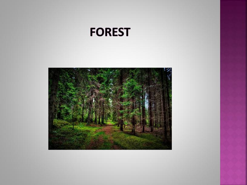 forest