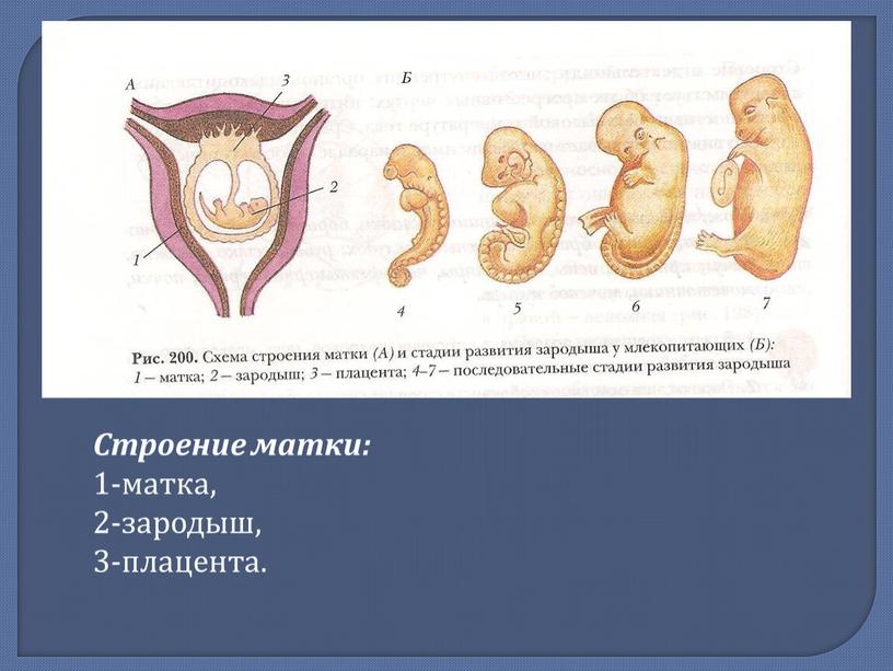 Строение матки: 1-матка, 2-зародыш, 3-плацента