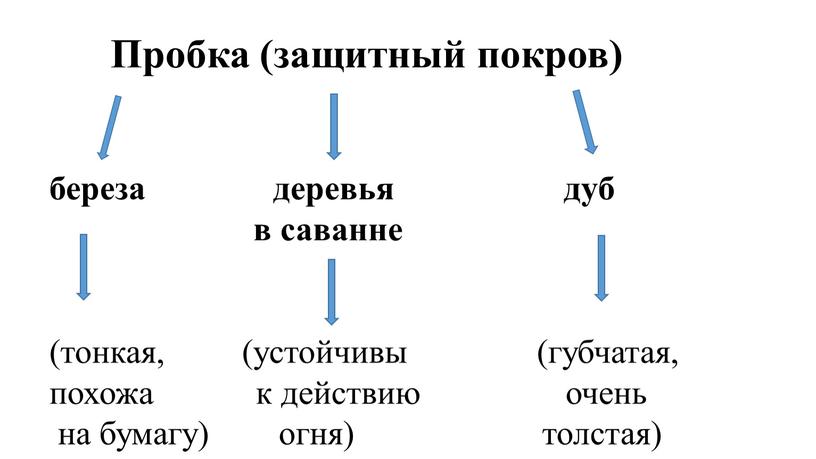 Пробка (защитный покров) береза деревья дуб в саванне (тонкая, (устойчивы (губчатая, похожа к действию очень на бумагу) огня) толстая)