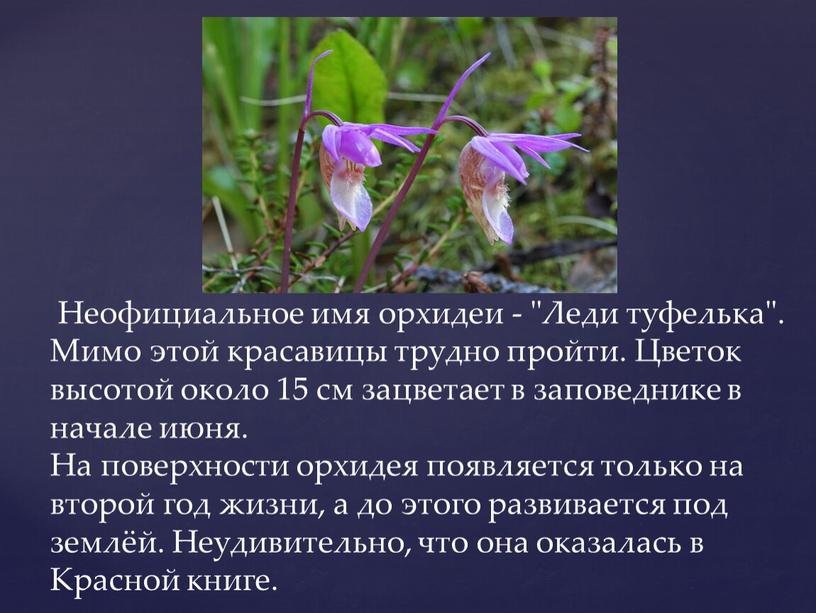 Неофициальное имя орхидеи - "Леди туфелька"