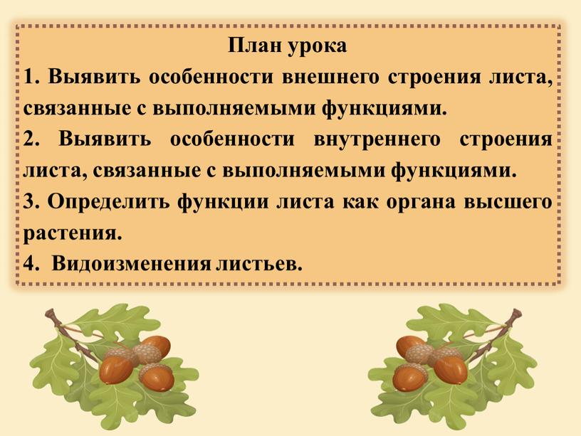 План урока 1. Выявить особенности внешнего строения листа, связанные с выполняемыми функциями