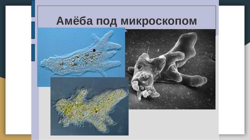 Царство Животные. Общая характеристика. Одноклеточные. Кишечнополостные