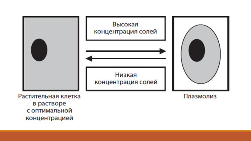 Презентация Клетка как биологическая система. Подготовка к ЕГЭ