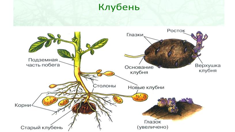 Размножение и оплодотворение растений. Вегетативное размножение