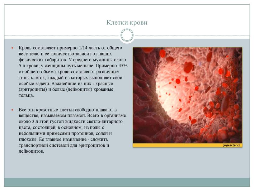 Клетки крови Кровь составляет примерно 1/14 часть от общего весу тела, и ее количество зависит от наших физических габаритов