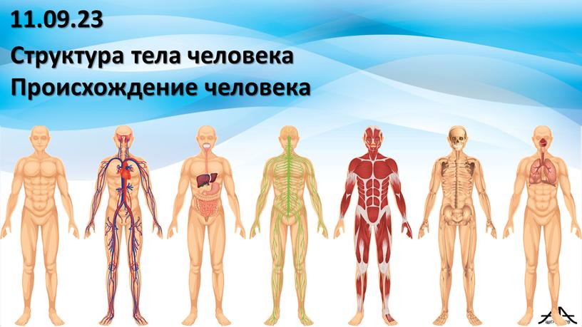 Структура тела человека Происхождение человека