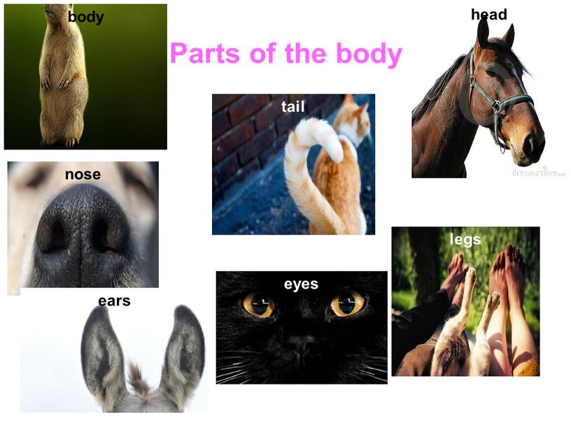 Parts of the body nose ears head eyes legs tail body