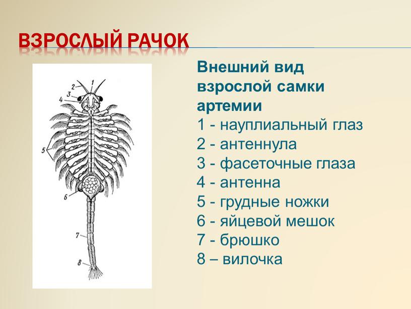 Взрослый рачок Внешний вид взрослой самки артемии 1 - науплиальный глаз 2 - антеннула 3 - фасеточные глаза 4 - антенна 5 - грудные ножки…