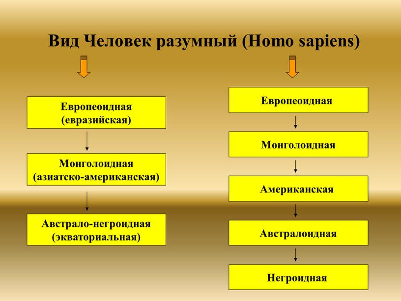 Вид Человек разумный (Homo sapiens)