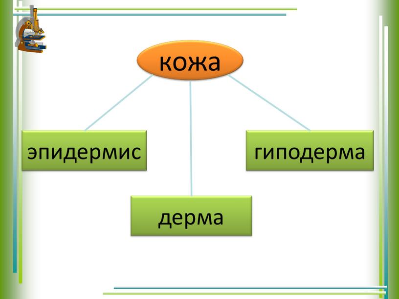 Урок окружающего мира по теме  "Самый большой орган чувств" (4 класс)