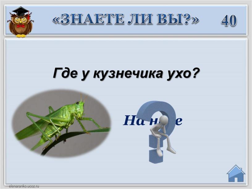 Где у кузнечика ухо? На ноге «ЗНАЕТЕ