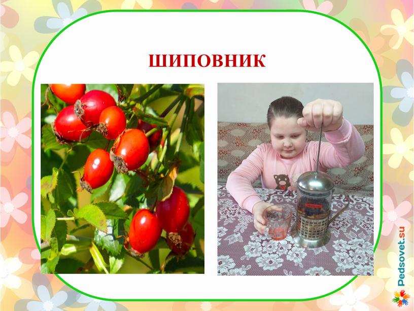 ШИПОВНИК