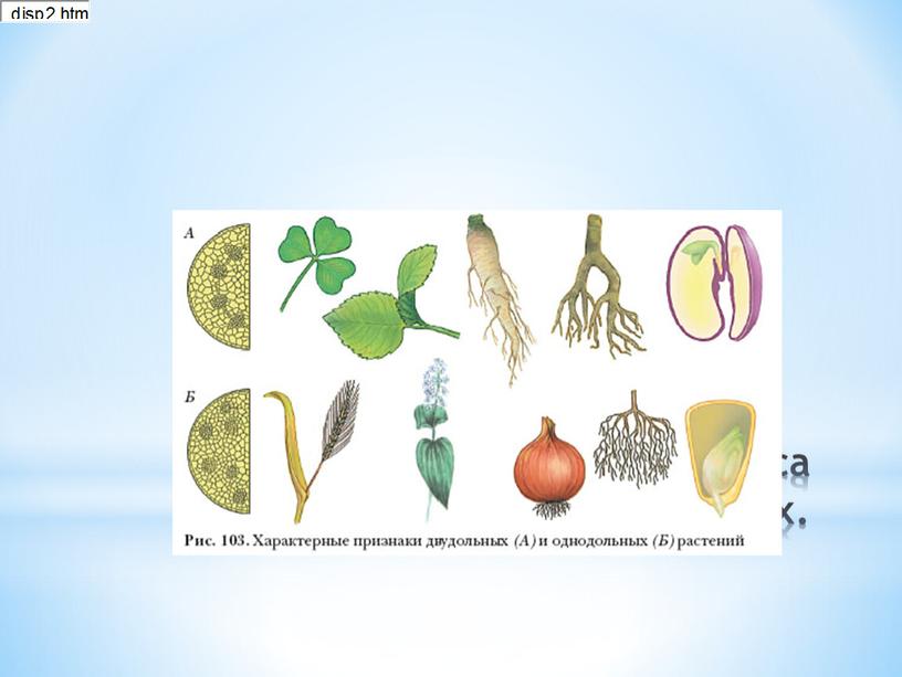 Признаки растений класса двудольных и однодольных