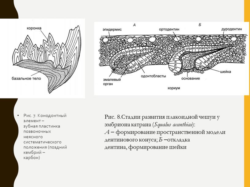 Рис. 7. Конодонтный элемент – зубная пластинка позвоночных неясного систематического положения (поздний кембрий – карбон)