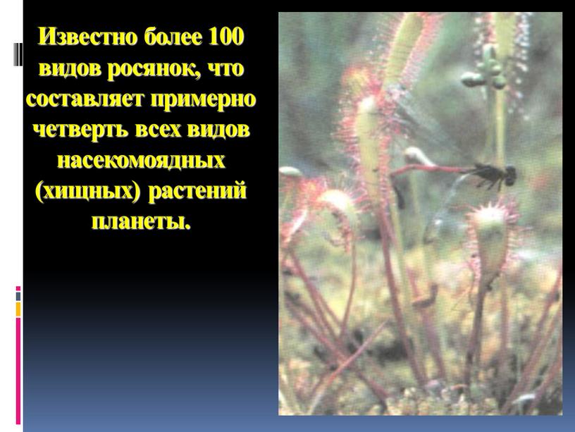 Известно более 100 видов росянок, что составляет примерно четверть всех видов насекомоядных (хищных) растений планеты