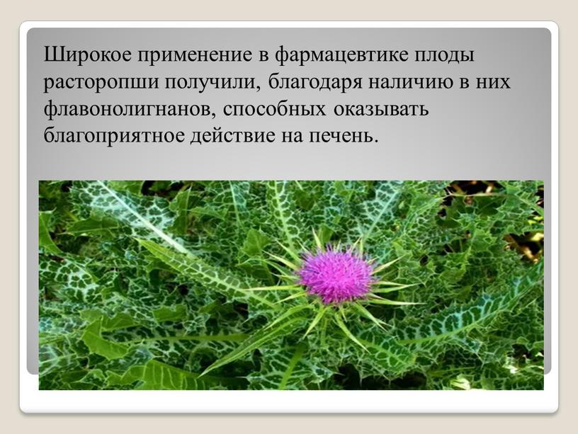 Широкое применение в фармацевтике плоды расторопши получили, благодаря наличию в них флавонолигнанов, способных оказывать благоприятное действие на печень