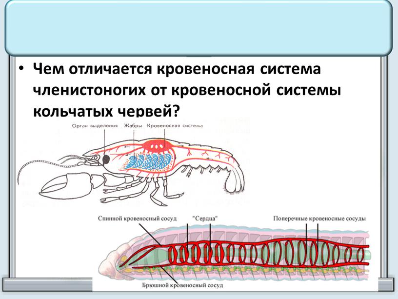 Чем отличается кровеносная система членистоногих от кровеносной системы кольчатых червей?