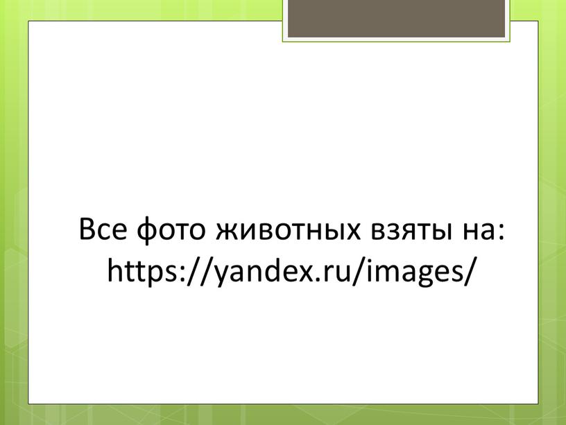 Все фото животных взяты на: https://yandex