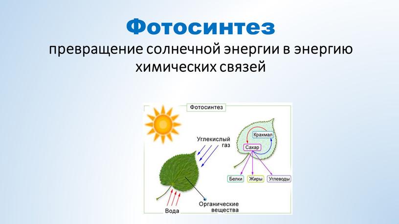 Фотосинтез превращение солнечной энергии в энергию химических связей