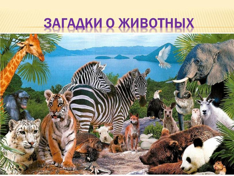 Загадки о животных