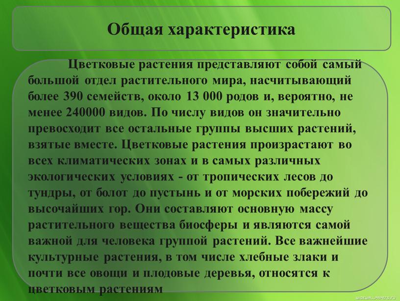 Общая характеристика Цветковые растения представляют собой самый большой отдел растительного мира, насчитывающий более 390 семейств, около 13 000 родов и, вероятно, не менее 240000 видов