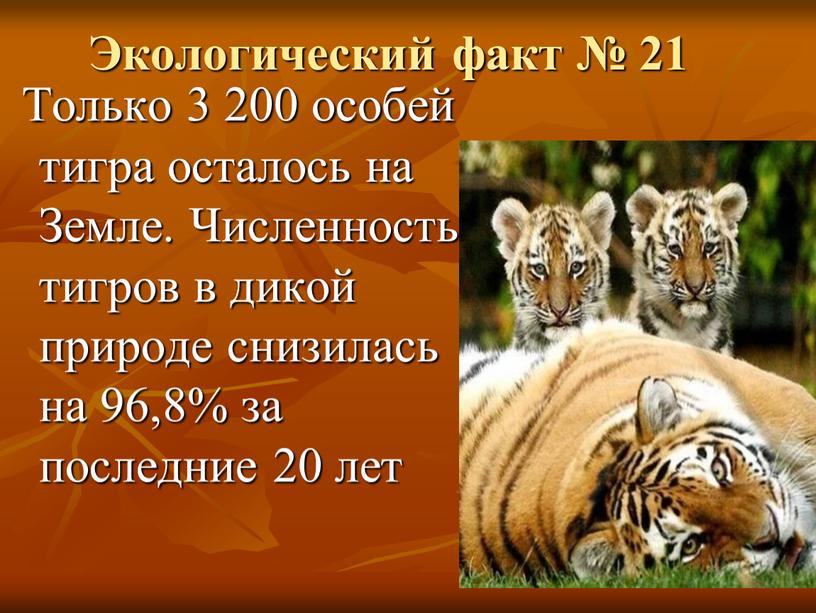 Экологический факт № 21 Только 3 200 особей тигра осталось на