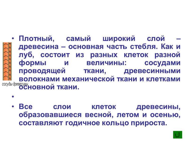 Плотный, самый широкий слой – древесина – основная часть стебля