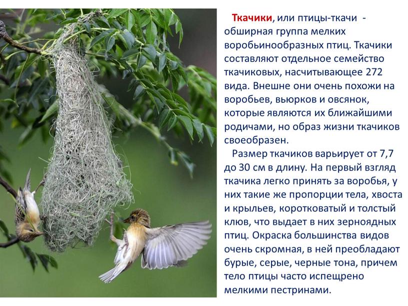 Ткачики , или птицы-ткачи - обширная группа мелких воробьинообразных птиц