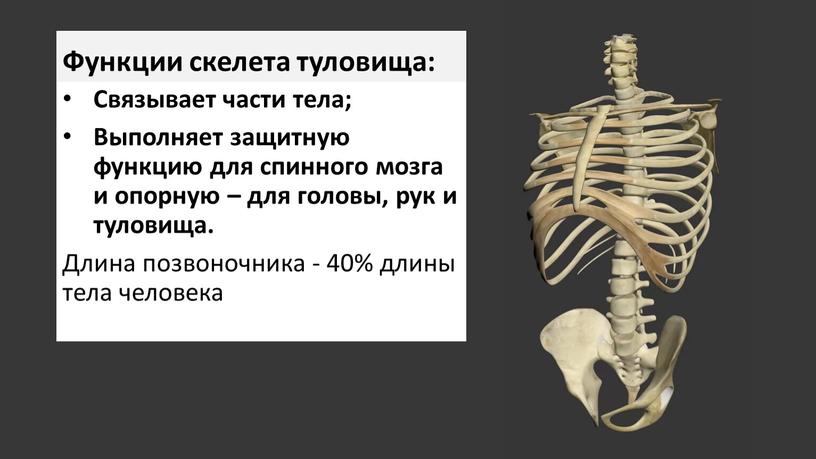 Функции скелета туловища: Связывает части тела;