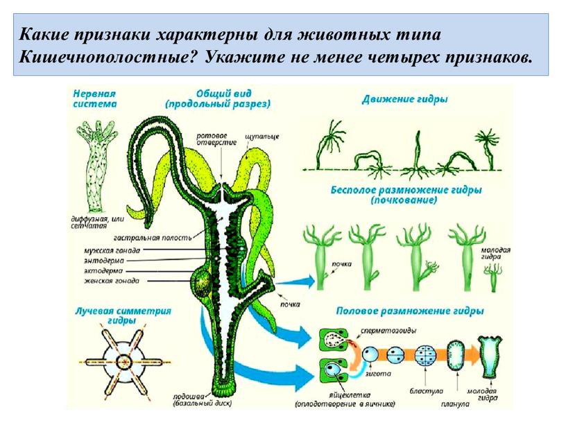 Какие признаки характерны для животных типа