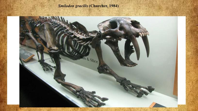 Smilodon gracilis (Churcher, 1984)