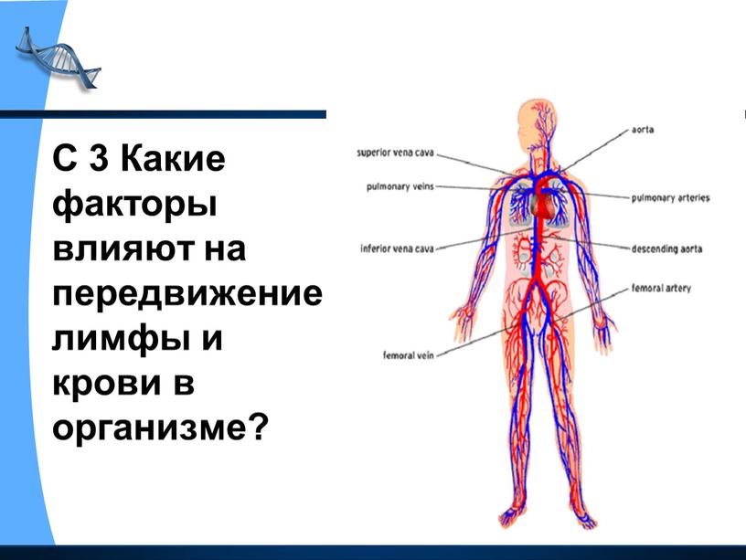 С 3 Какие факторы влияют на передвижение лимфы и крови в организме?