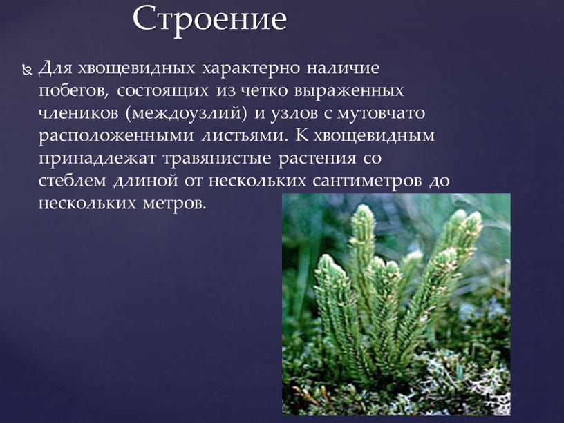 Для хвощевидных характерно наличие побегов, состоящих из четко выраженных члеников (междоузлий) и узлов с мутовчато расположенными листьями