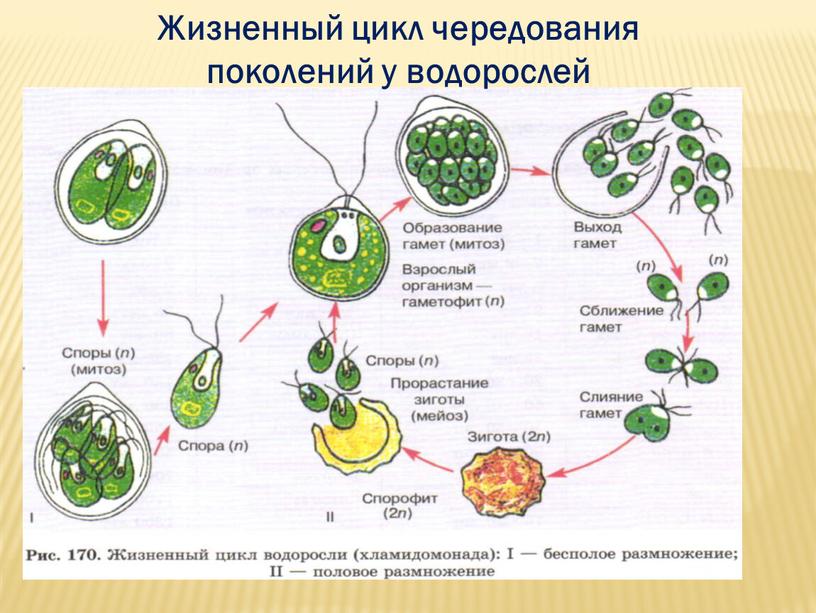 Жизненный цикл чередования поколений у водорослей