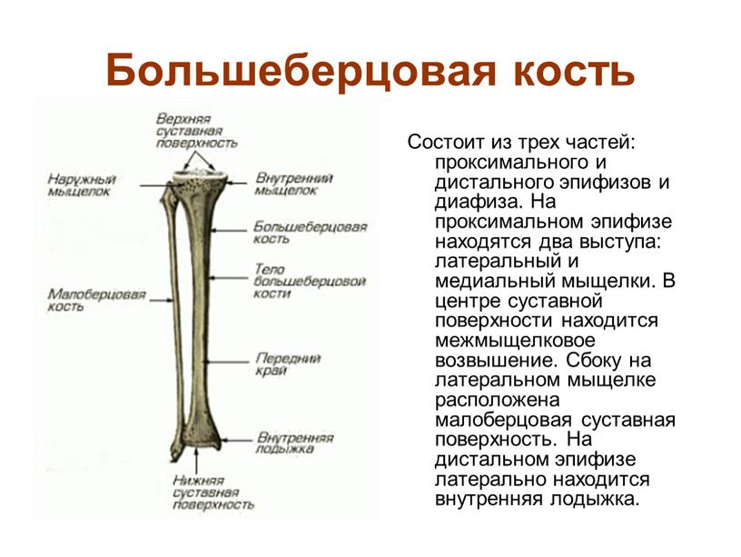 Большеберцовая кость Состоит из трех частей: проксимального и дистального эпифизов и диафиза