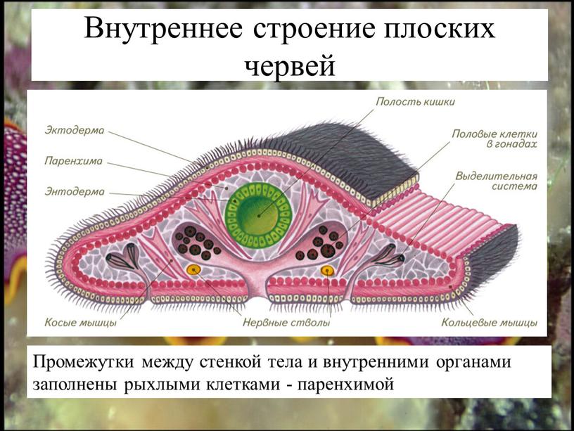 Внутреннее строение плоских червей