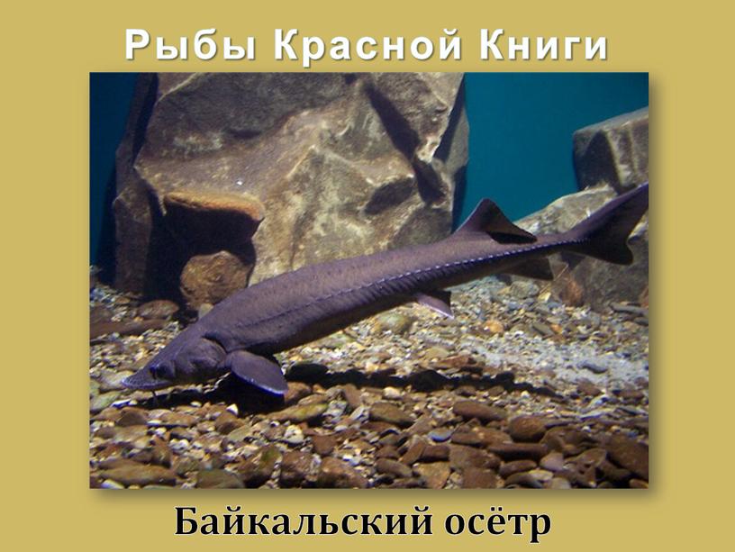 Байкальский осётр Рыбы Красной