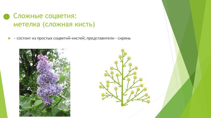 Сложные соцветия: метелка (сложная кисть) - состоит из простых соцветий-кистей; представители - сирень