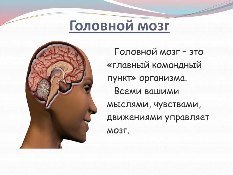 Головной мозг – это «главный командный пункт» организма