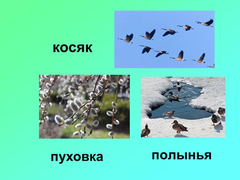 полынья пуховка косяк