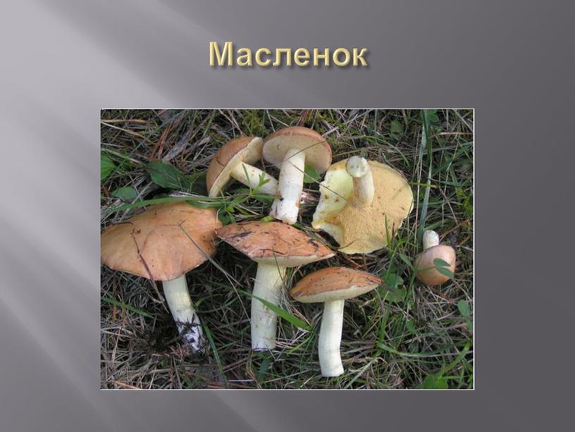 Масленок