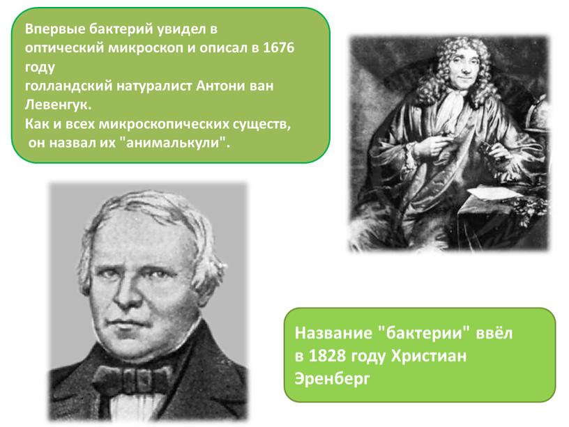 Впервые бактерий увидел в оптический микроскоп и описал в 1676 году голландский натуралист