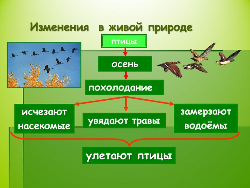 Изменения в живой природе птицы осень похолодание исчезают насекомые увядают травы замерзают водоёмы улетают птицы