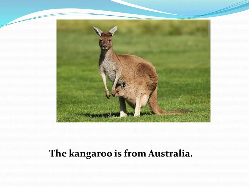 The kangaroo is from Australia