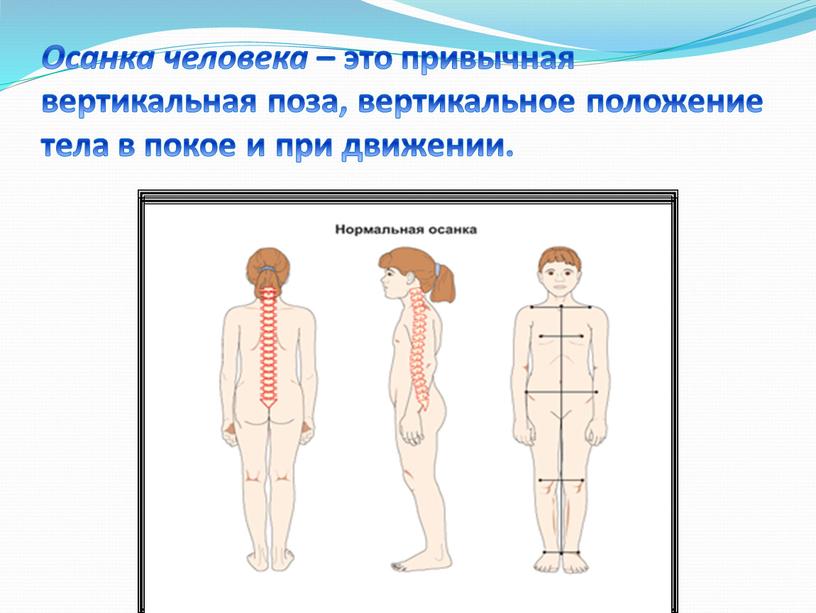 Осанка человека – это привычная вертикальная поза, вертикальное положение тела в покое и при движении
