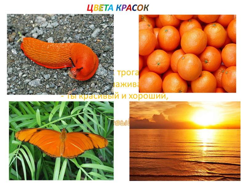 Апельсинчик трогал Леша, Ласково поглаживал: -