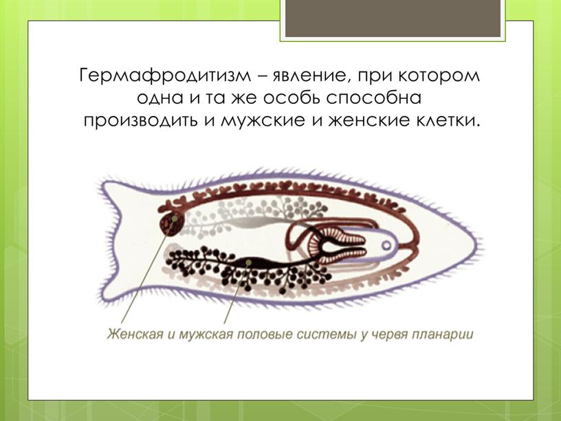 Гермафродитизм – явление, при котором одна и та же особь способна производить и мужские и женские клетки