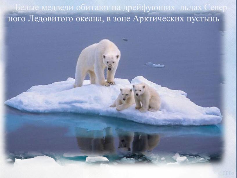 Белые медведи обитают на дрейфующих льдах
